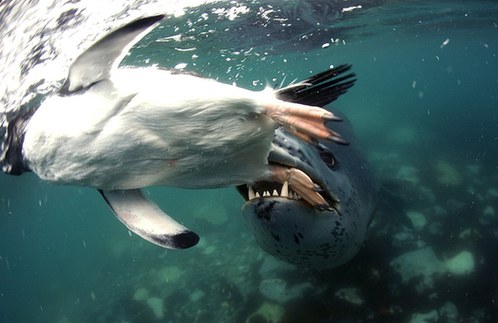 游入死亡之口:看豹形海豹如何捕食小企鵝