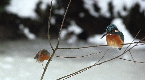 為捕魚(yú)翠鳥(niǎo)扎進(jìn)冰層不畏寒 知更鳥(niǎo)偷師學(xué)藝鉆冰窟