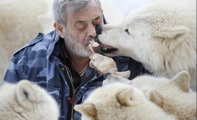 德國79歲男子“與狼共食” 化身頭狼統(tǒng)領(lǐng)29只猛獸