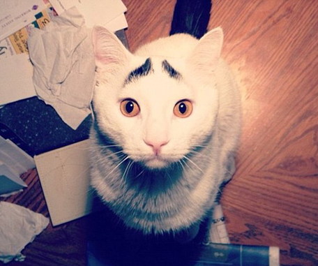 美國(guó)囧貓名聲大噪 “八字眉”傳遞憂國(guó)憂民情