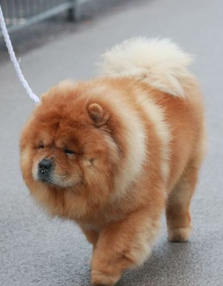 國(guó)際名犬大賽開(kāi)幕 看各國(guó)狗界“名流”爭(zhēng)奇斗艷