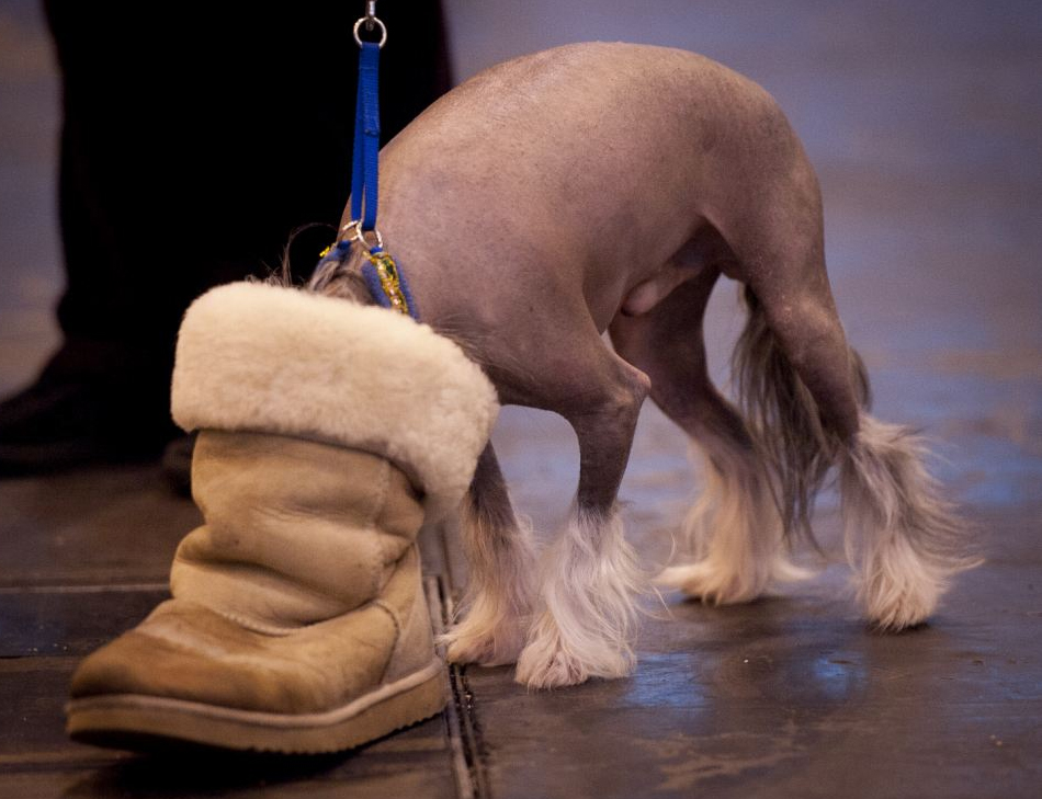 國(guó)際名犬大賽英國(guó)開(kāi)幕 看狗界“名流”爭(zhēng)奇斗艷