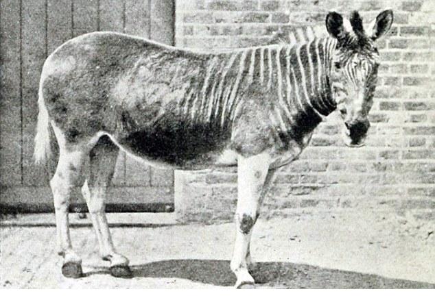 科學(xué)家有望復(fù)活24種滅絕動(dòng)物 “侏羅紀(jì)公園”無(wú)法成真