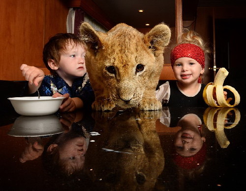 圖：澳大利亞3歲馴獸師與小獅子同嬉戲 場面溫馨