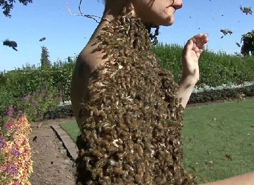 萬余蜜蜂“纏身”還能翩翩起舞!美神勇女子秀絕技