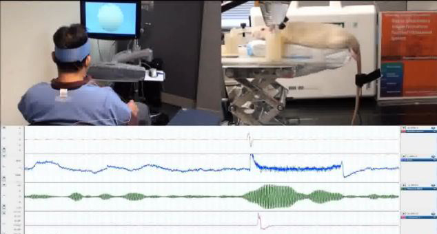 腦控研究再現(xiàn)突破 人類可用意念操控實驗鼠擺尾