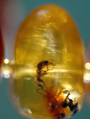 4000萬年前琥珀所串項(xiàng)鏈將拍賣 估價(jià)1萬英鎊