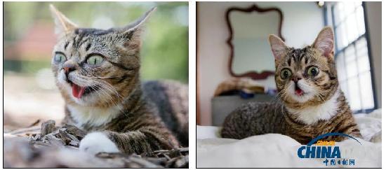 組圖:出傳記拍電影 超萌喵星人瞬間融化你的心