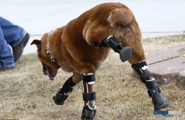 美國狗狗遭遺棄痛失四爪 義肢助其重新跑跳自如