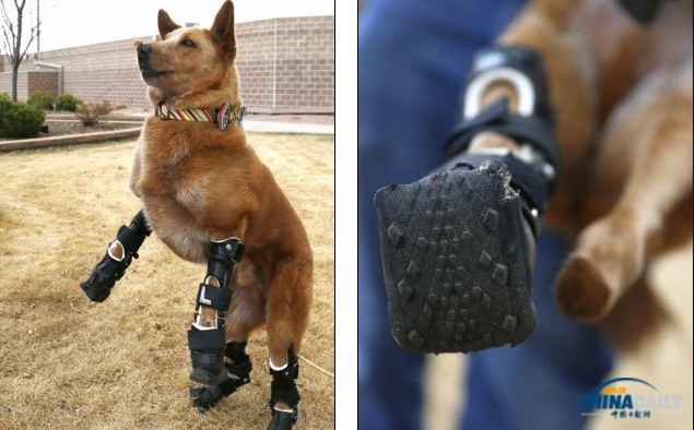 美國(guó)狗狗遭遺棄痛失四爪 義肢助其重新跑跳自如