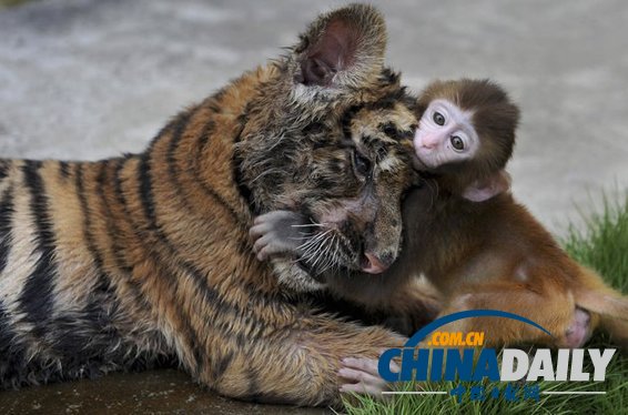 治愈系組圖：可愛動(dòng)物們的跨物種感情