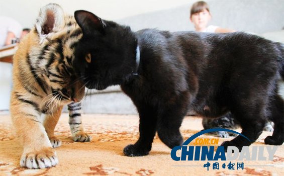 治愈系組圖：可愛(ài)動(dòng)物們的跨物種感情