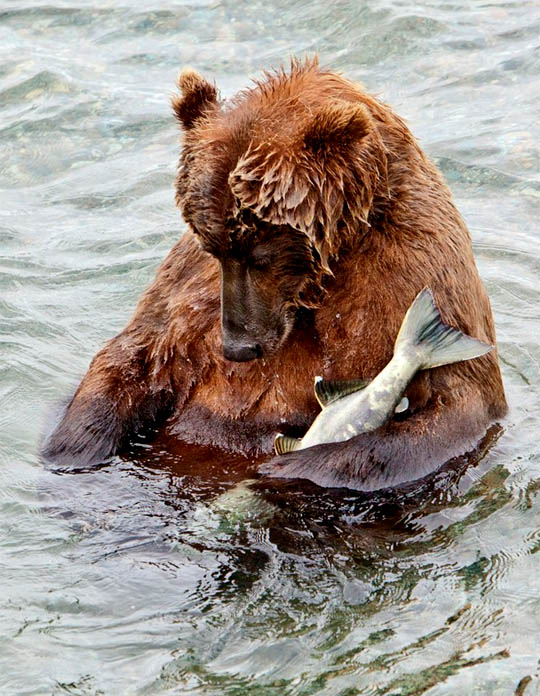 讓人捧腹的動物界吃貨