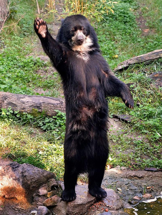 讓人捧腹的動物界吃貨