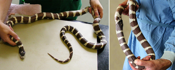 讓人忍俊不禁的動物界吃貨百態(tài)