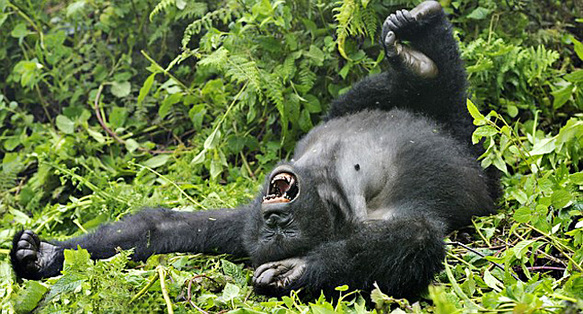 讓人忍俊不禁的動(dòng)物界吃貨百態(tài)