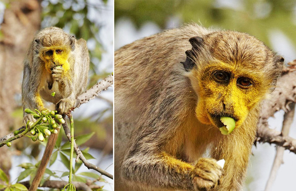 讓人忍俊不禁的動(dòng)物界吃貨百態(tài)