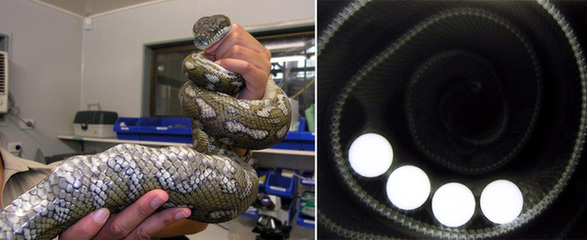 讓人忍俊不禁的動物界吃貨百態(tài)