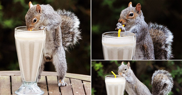 讓人忍俊不禁的動物界吃貨百態(tài)