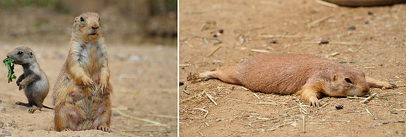讓人忍俊不禁的動物界吃貨百態(tài)
