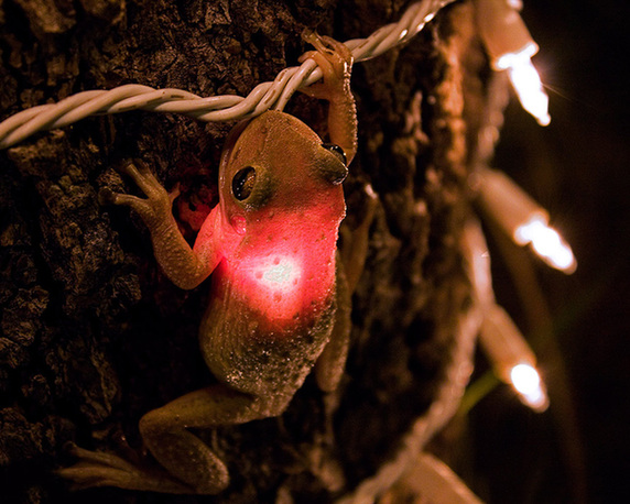 讓人忍俊不禁的動物界吃貨百態(tài)