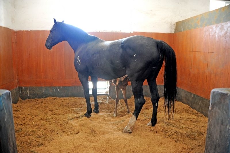 每匹馬養(yǎng)護成本2500元/月?探秘大連女騎警訓練基地