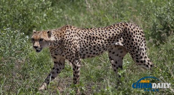奧巴馬訪非安保大動(dòng)干戈 特工戰(zhàn)機(jī)軍艦耗資千萬(wàn)