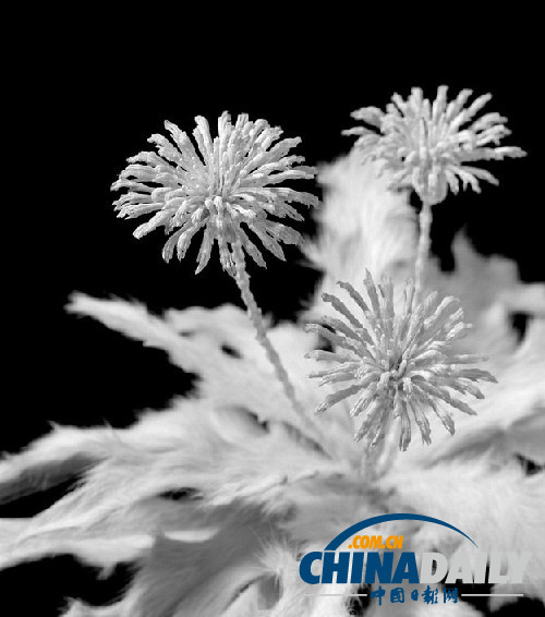 冷艷精美超乎想象 日本藝術家用鼠骨制作骨之花