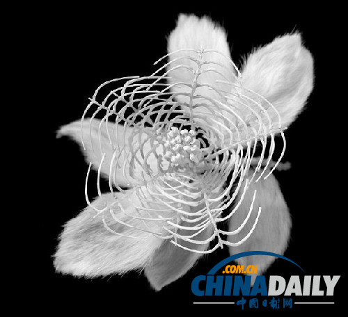 冷艷精美超乎想象 日本藝術家用鼠骨制作骨之花