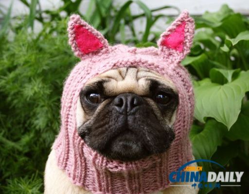 美國(guó)女大學(xué)生推出狗狗專(zhuān)用服飾 保暖同時(shí)討人憐愛(ài)