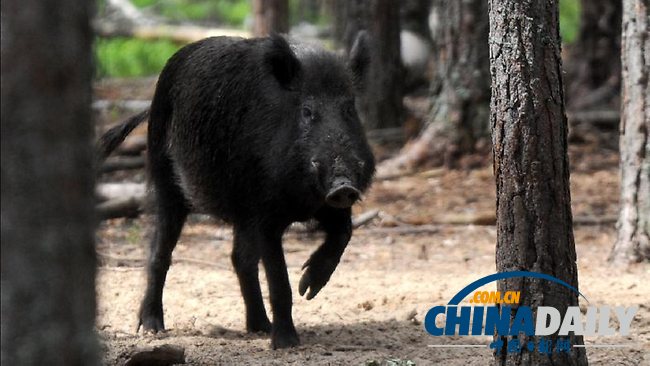 捷克首都布拉格街頭野豬狂奔 阻塞城市交通