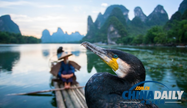 捕魚翁：中國日漸消失的捕魚藝術(shù)