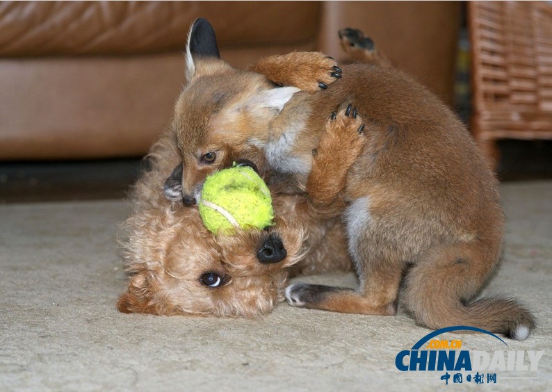 現(xiàn)實版“狐朋狗友”：兩只萌物打鬧嬉戲惹人愛