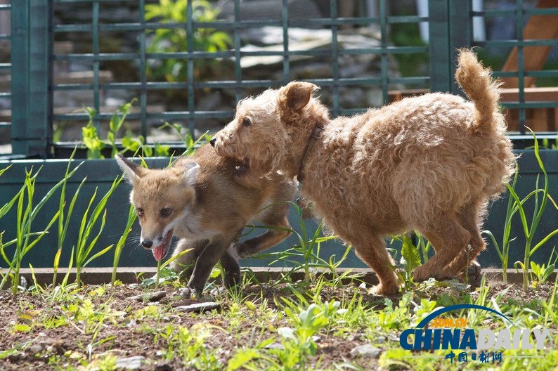 現(xiàn)實(shí)版“狐朋狗友”：兩只萌物打鬧嬉戲惹人愛