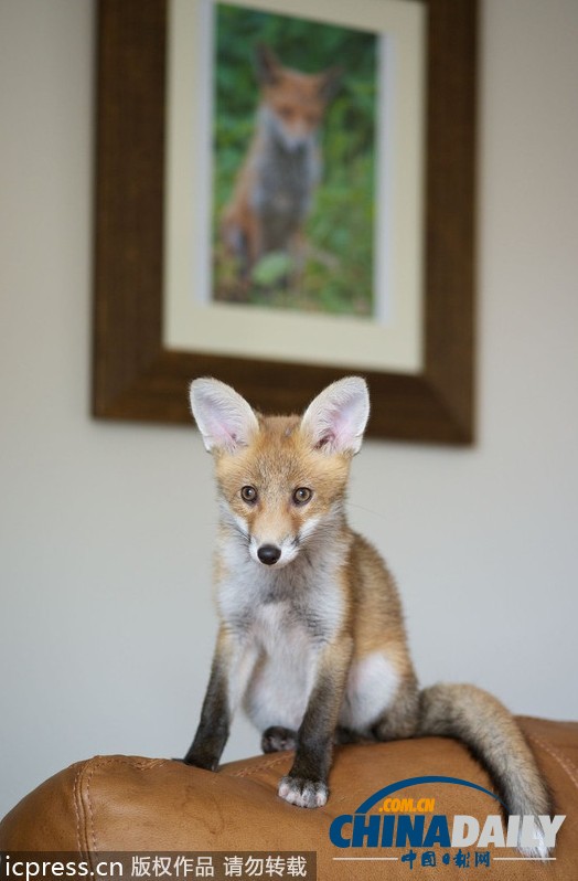 現(xiàn)實版“狐朋狗友”：兩只萌物打鬧嬉戲惹人愛