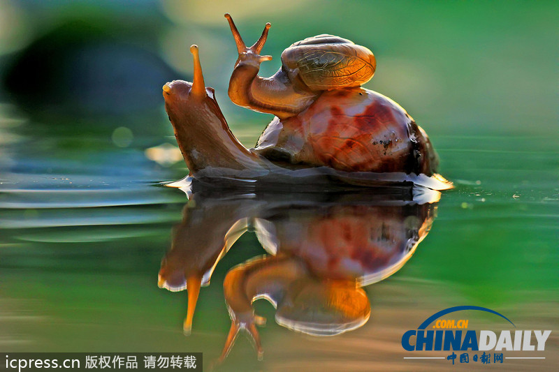 偷懶不分種族 瞧瞧動物界的“搭便車”現(xiàn)象