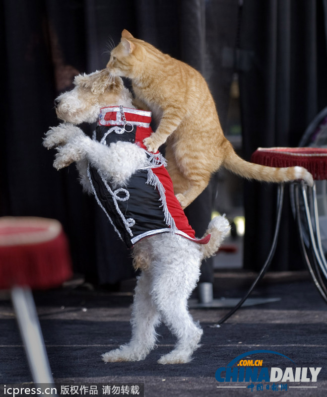 偷懶不分種族 瞧瞧動(dòng)物界的“搭便車(chē)”現(xiàn)象