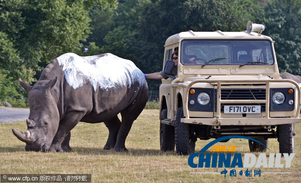 英國(guó)遭熱浪襲擊 犀牛也涂防曬霜免受陽(yáng)光毒曬