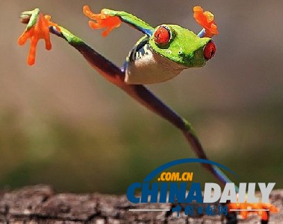 印尼打雨傘青蛙系列系無良攝影師擺拍（組圖）