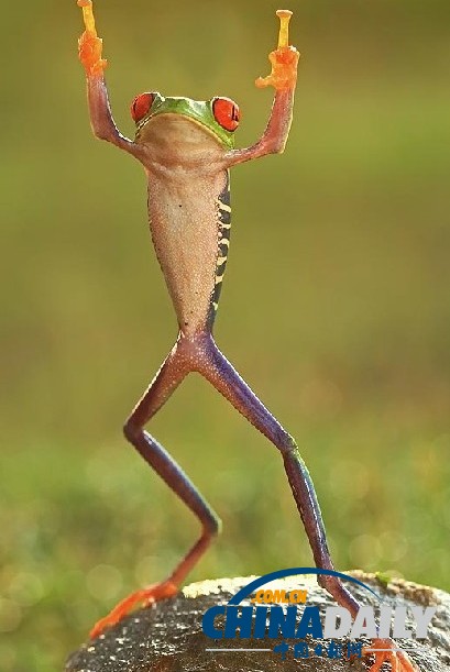 印尼打雨傘青蛙系列系無(wú)良攝影師擺拍（組圖）