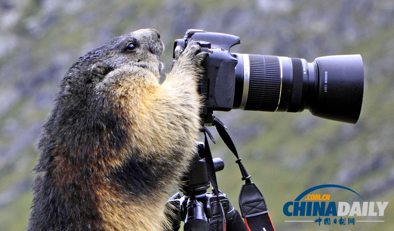 盤點(diǎn)動(dòng)物界的“攝影大師”（高清組圖）