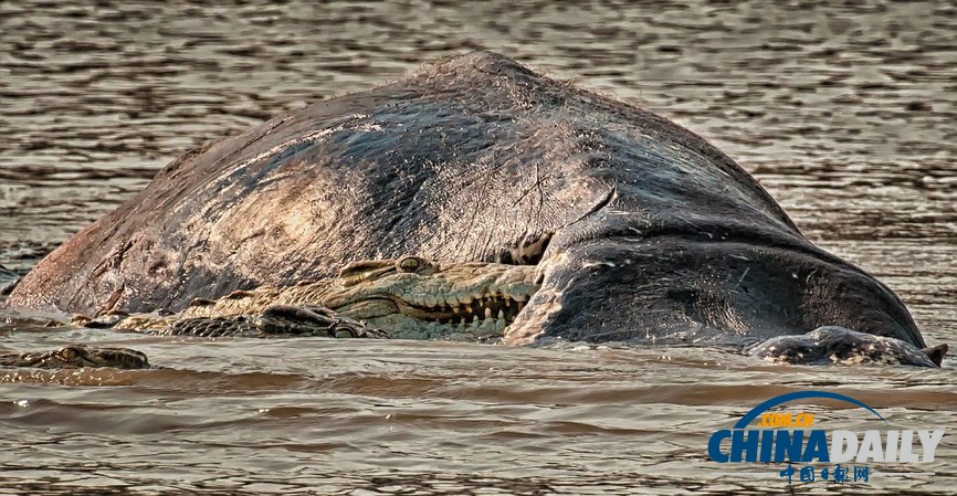 美國攝影師冒死拍攝鱷魚飽餐河馬尸體(高清組圖)