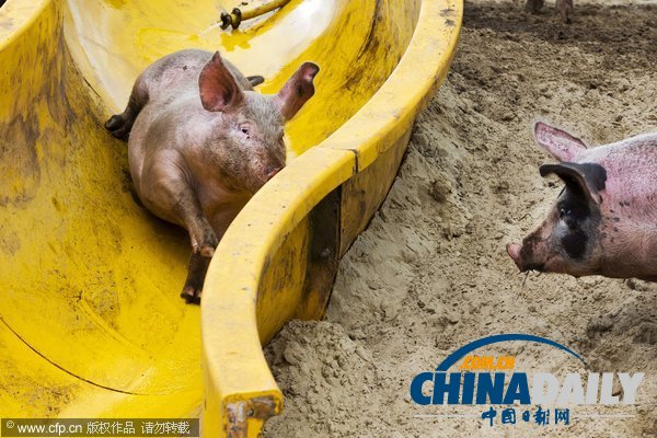 荷蘭農民出新意 為豬兒搭建專用滑梯(組圖)