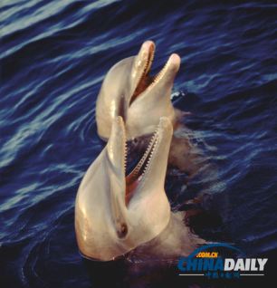 研究稱海豚記憶力超群 能認出分離超過20年老友