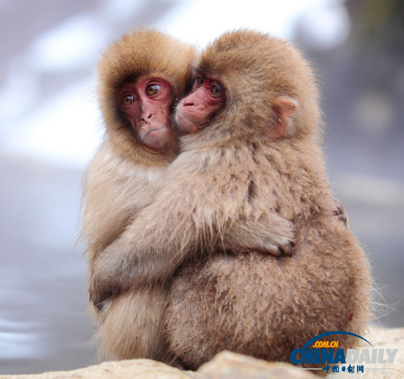 七夕動(dòng)物秀恩愛(ài) 跨越物種情亦堅(jiān)(高清組圖)