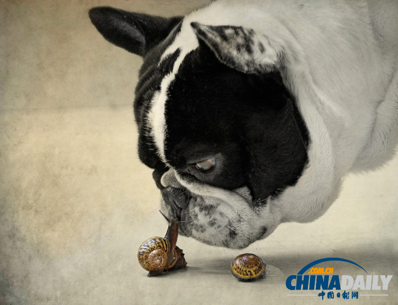 七夕動(dòng)物秀恩愛(ài) 跨越物種情亦堅(jiān)（高清組圖）