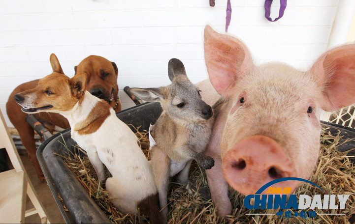 七夕動(dòng)物秀恩愛 跨越物種情亦堅(jiān)（高清組圖）