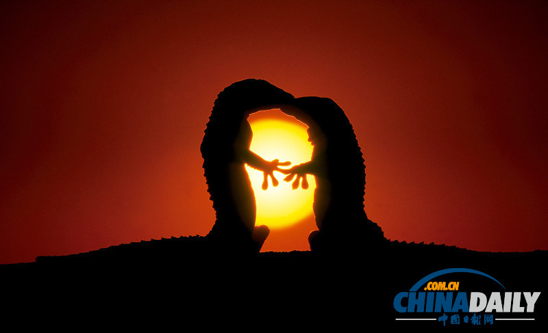 七夕動物秀恩愛 跨越物種情亦堅(高清組圖)