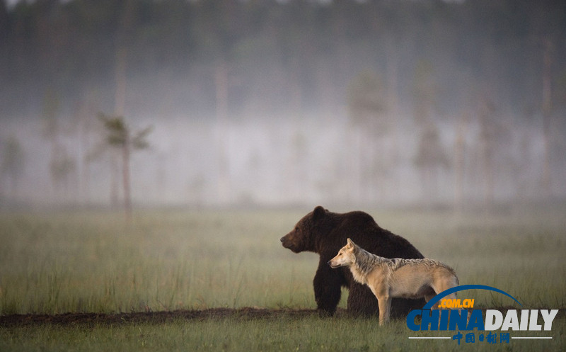 七夕動(dòng)物秀恩愛 跨越物種情亦堅(jiān)（高清組圖）