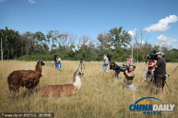 芝加哥機場引進數(shù)十只山羊等動物應(yīng)對百畝過密灌叢植